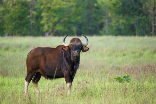 Indian-gaur-imaGE
